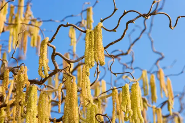 Comment cultiver un noisetier (Corylus Avellana)