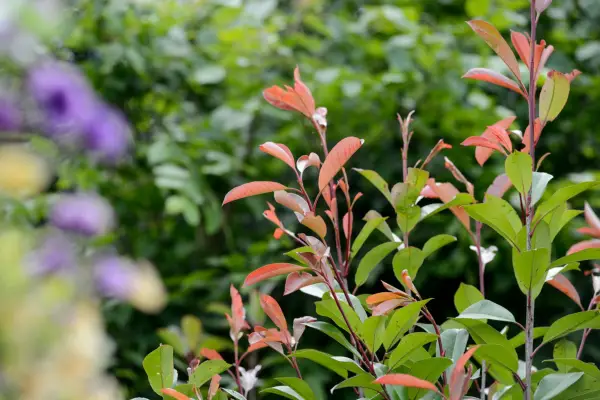 Photinia fraseri 