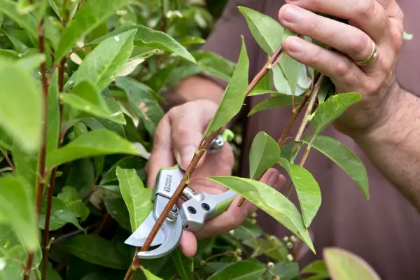 Pruning photinia. Sarah Cuttle