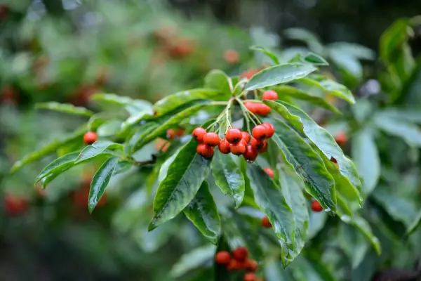 Photinia niitakayamensis. Thanks to Sir Harold Hillier Garden. Jason Ingram