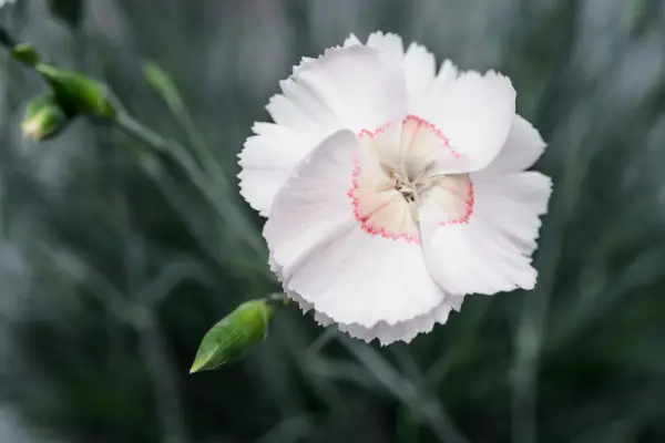 How to grow pinks – Dianthus 