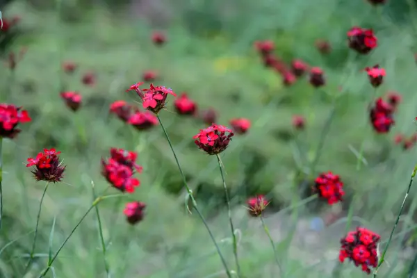 How to grow pinks – Dianthus cruentus