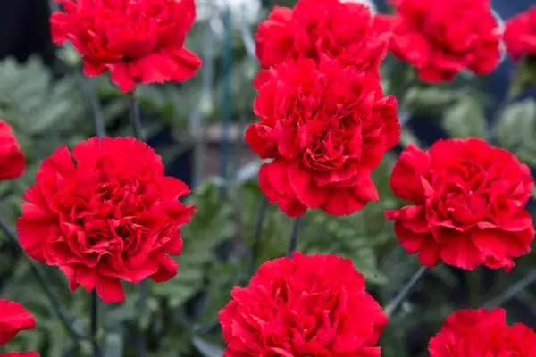 How to grow dianthus - Dianthus 