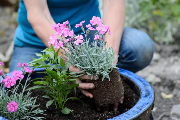 How to grow pinks - planting pinks in a pot