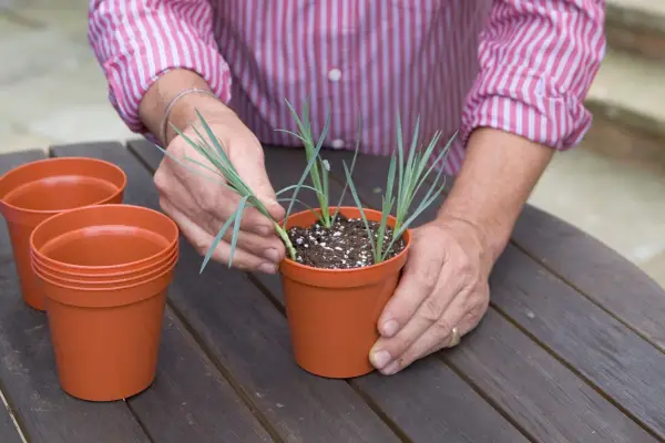 How to grow pinks - taking cuttings of pinks