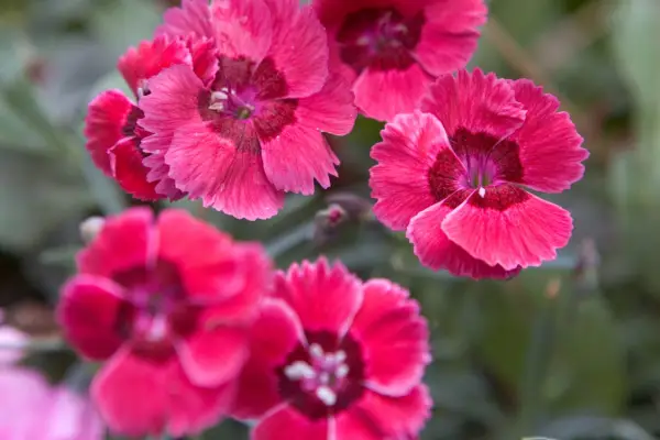 How to grow pinks - Dianthus 