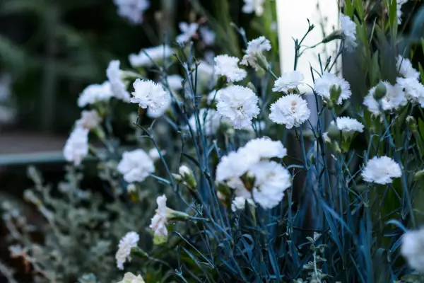 How to grow pinks – Dianthus 