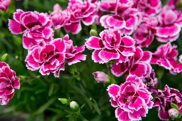 How to grow pinks – Dianthus 
