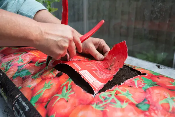 How to grow tomatoes in a growing bag - cutting a slot in the growing bag