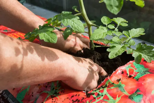 How to grow tomatoes in a growing bag - planting a tomato plant in the growing bag