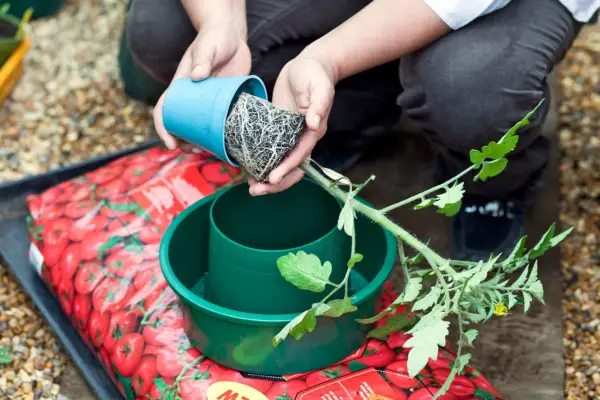 How to grow tomatoes in a growing bag - planting the tomato plant into the growing ring