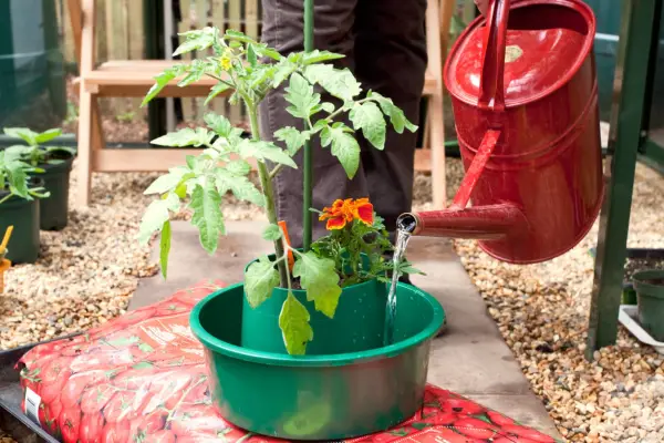 How to grow tomatoes in a growing bag - watering the plants in