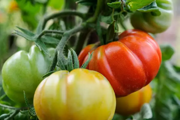 How to grow tomatoes in a growing bag
