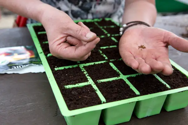 Sowing violas in a seed tray