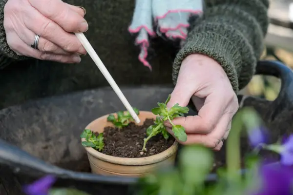 Potting viola cuttings
