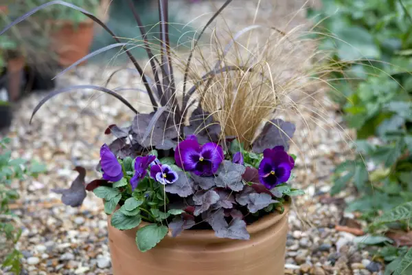 Winter plants for pots