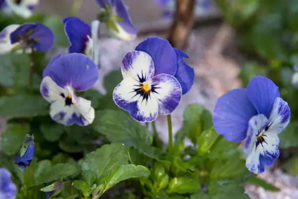 Viola ‘Sorbet Delft Blue’