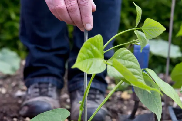 Staking French beans