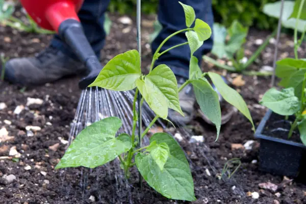 Watering in French beans