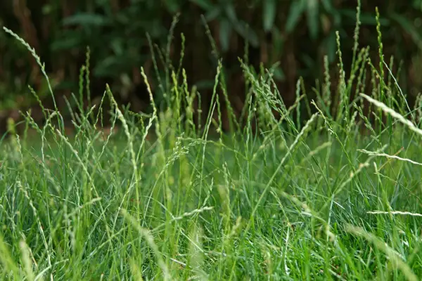 Garden lawn left to grow long