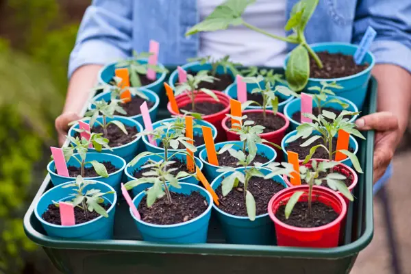 Tomato seedlings in biodegradable plant pots