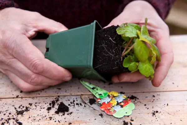Planting begonia seedlings - removing the seedlings from the pot