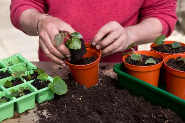 Planting begonia seedlings - planting the seedlings into 7cm pots