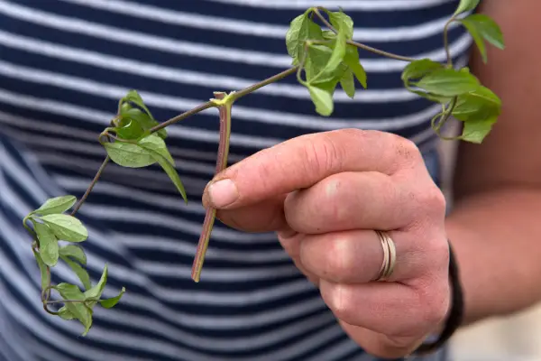 Taking a clematis cutting