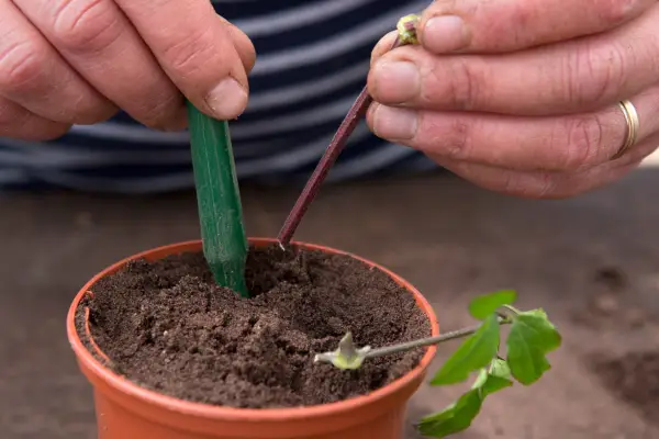 Using a dibber to push holes in the compost