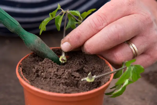 Pushing the cutting into the compost
