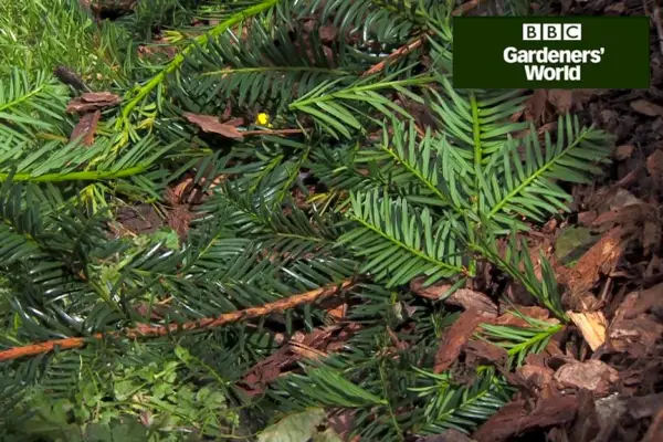 Hvordan trimme en ung barlindes hekk