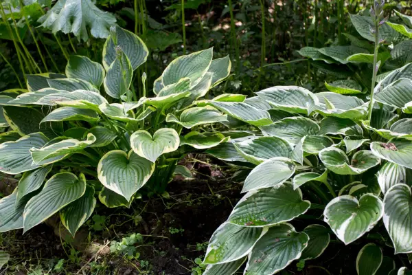 Clumps of variegated hostas