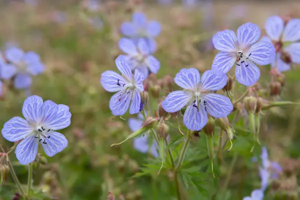 Hardy geranium or cranesbill 