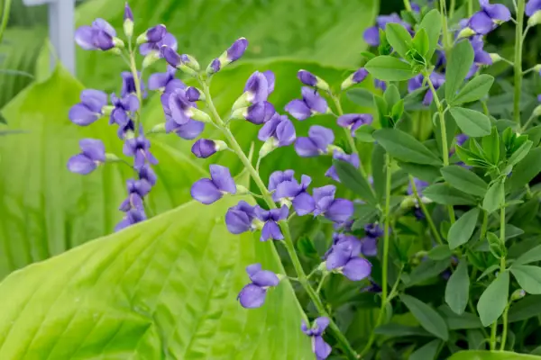 Baptisia australis