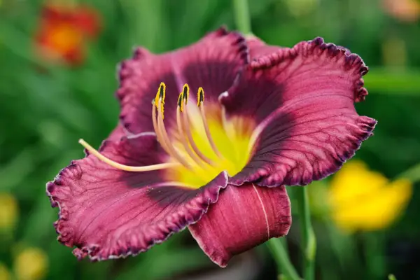 Daylily 
