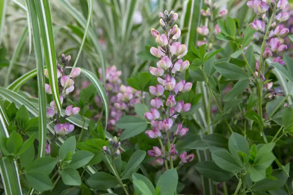 Des plantes vivaces à longue durée de vie
