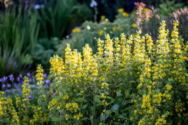 Lysimachia punctata