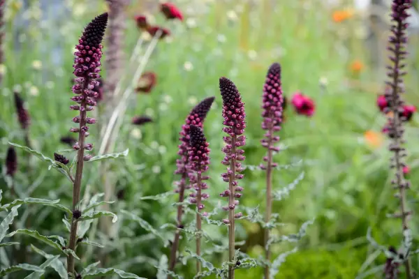 Best lysimachia to grow – Lysimachia atropurpurea 