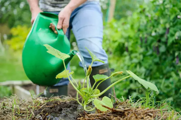 Avoid planting squashes at the border