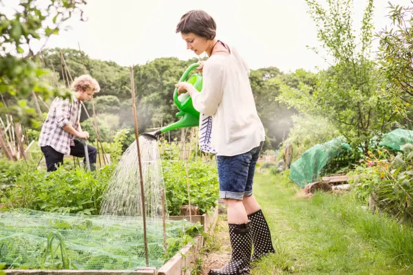 Woman watering plants in allotment. Getty Images.