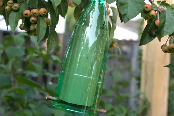 The finished lacewing home hanging from a crab apple tree