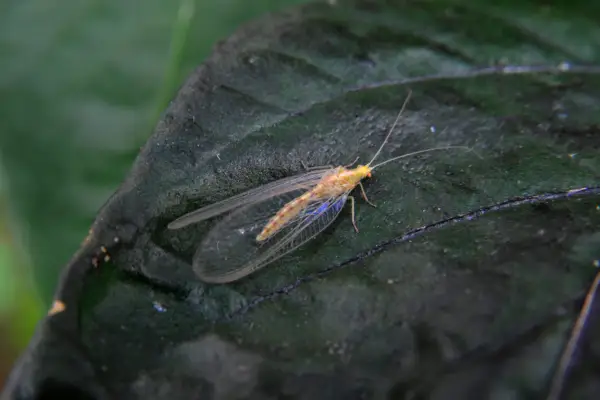 Adult lacewing