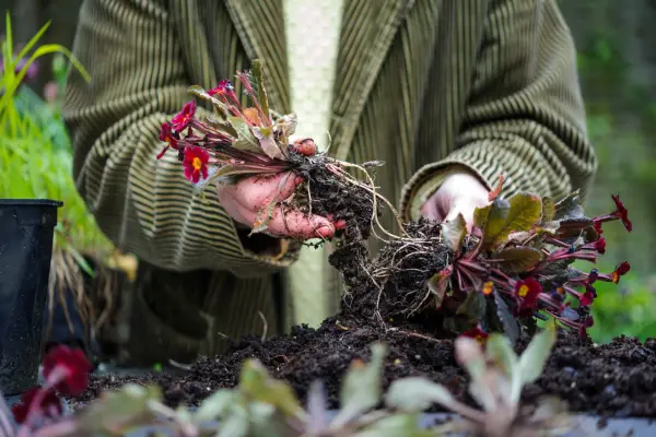 Teasing apart the roots
