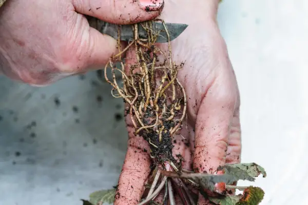 Trimming the primrose roots