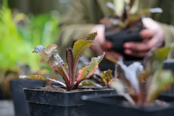 Planting the newly divided clumps in compost