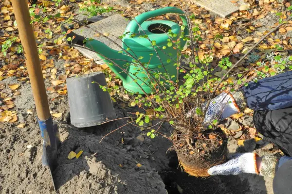 Planting a cotoneaster. Getty Images