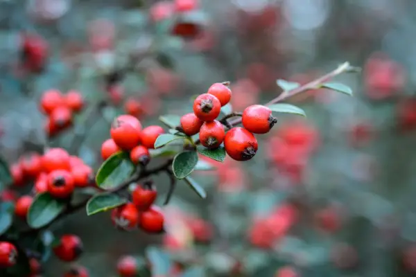 Cotoneasters to grow - Cotoneaster amoenus