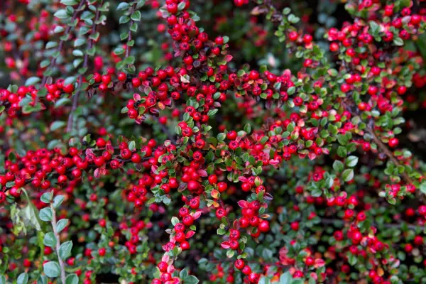 Cotoneasters to grow - Cotoneaster conspicuus
