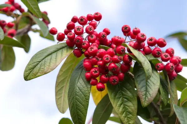 Cotoneasters to grow - Cotoneaster frigidus cornubia