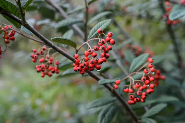 Cotoneaster rhytidophyllus